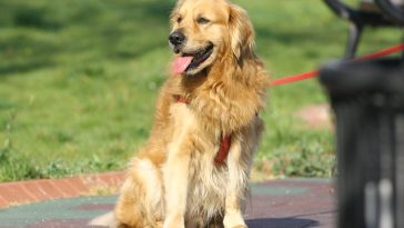 male-autumn-dog-names