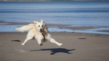 male-coastal-dog-names
