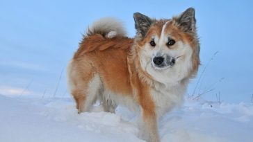 male-cold-dog-names
