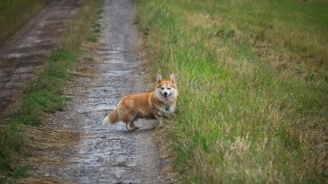 male-creole-dog-names