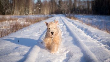 male-ice-dog-names