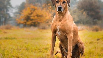 male-medical-dog-names