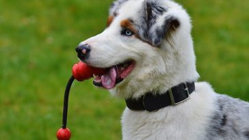 male-nintendo-dog-names