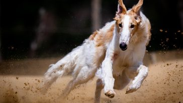 male-running-dog-names