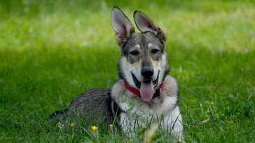male-storm-dog-names