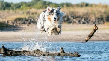 merman-dog-names