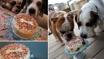 peanut-butter-delight