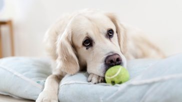 tennis-ball