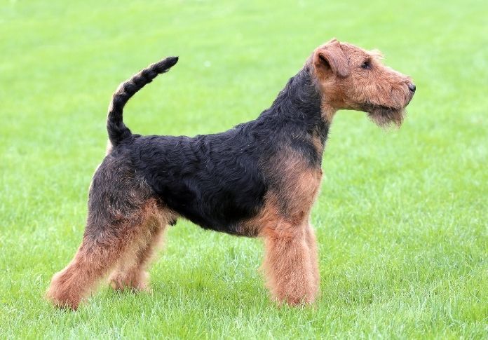 Best Show Dog Names
