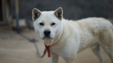 Over 70 Names Meaning 'Dog' From Other Languages