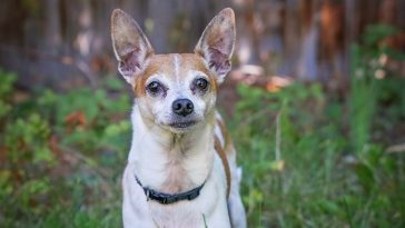 Weed Dog Names - 250+ Weed-Related Names for Your Pooch