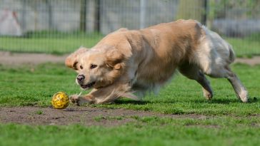 baseball-dog-names