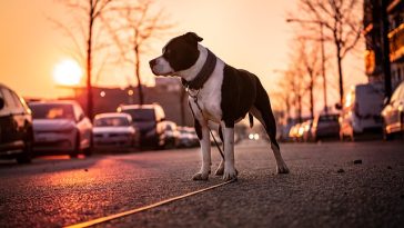 male-city-dog-names
