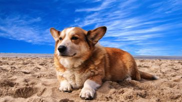 male-colombian-dog-names