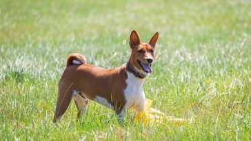 male-hyper-dog-names
