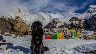 male-ski-mountain-dog-names