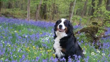mountain-dog-names