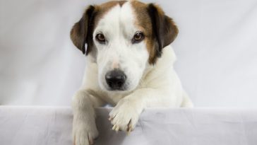 unisex-florida-dog-names