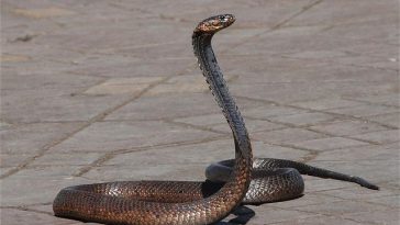 famous-snake-names-from-disney