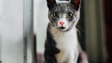 female-cat-names-with-j
