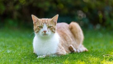 japanese-cat-names-with-h