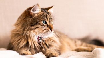 male-cat-names-start-with-d-1