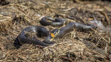 male-evil-snake-names