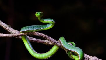 male-ironic-snake-names