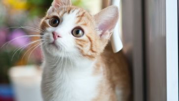 popular-cat-names