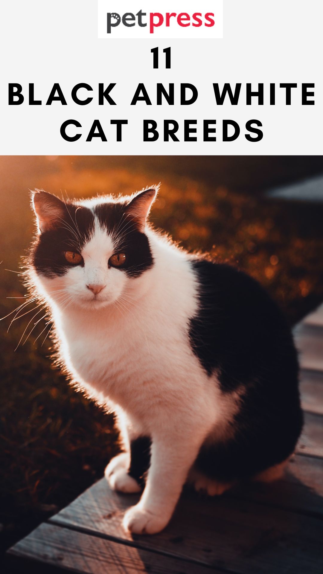 black-and-white-cat-breeds