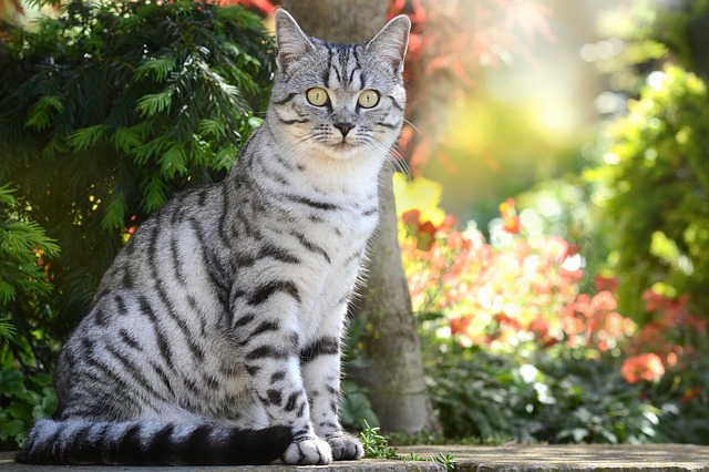 british-shorthair