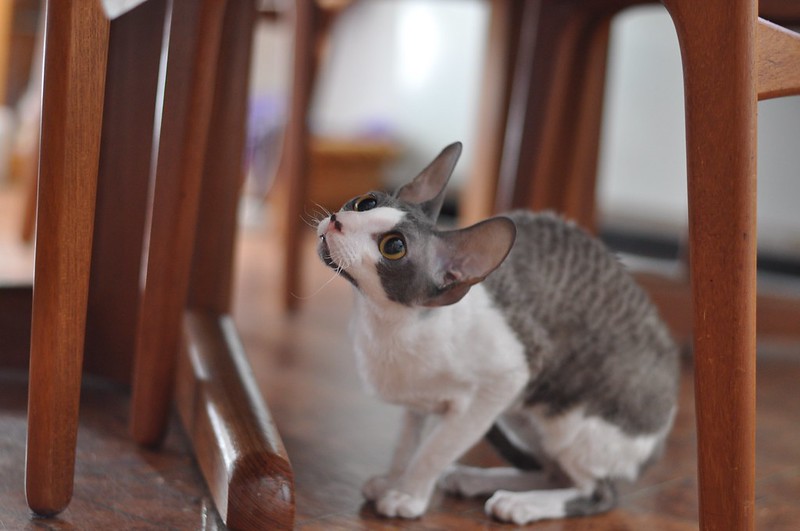 cornish-rex