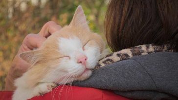 Cat Home