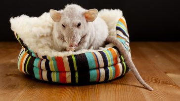 cute-hairless-rat
