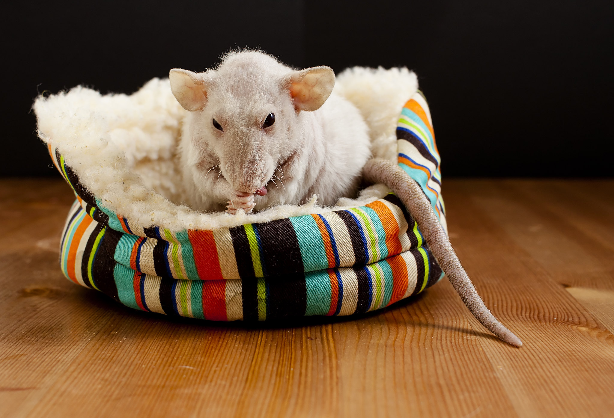 cute-hairless-rat