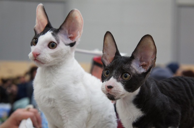 devon-rex