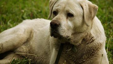 Dog Smelly