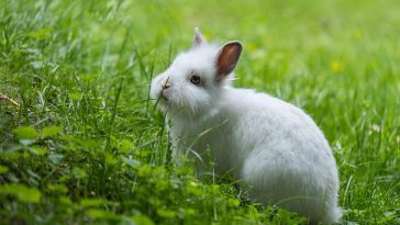 dwarf-bunny