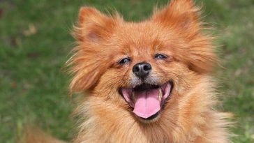 female-dope-dog-names