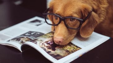 Dog Travel