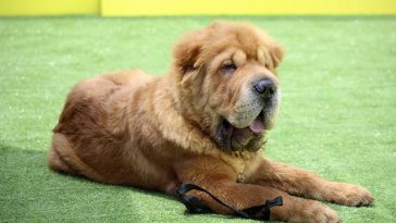 male-calm-dog-names
