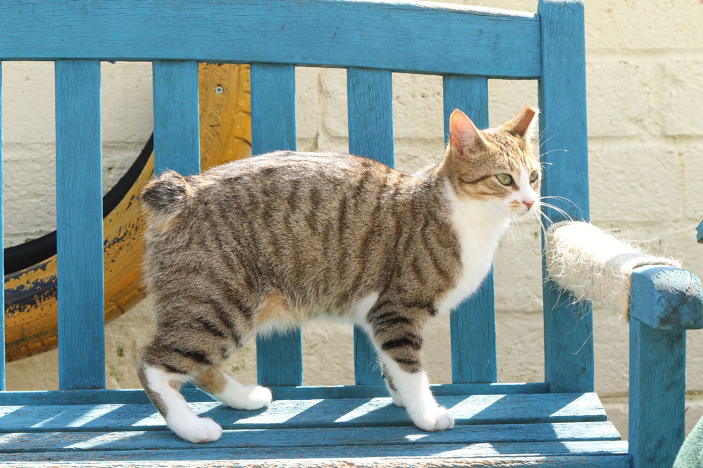 manx-cat