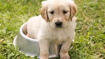 neutered-dog