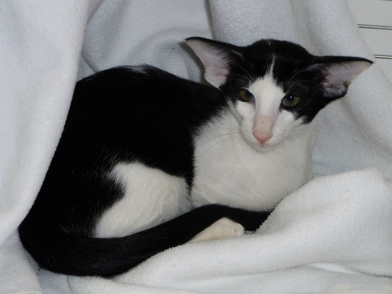oriental-shorthair