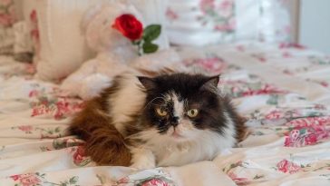persian-cat