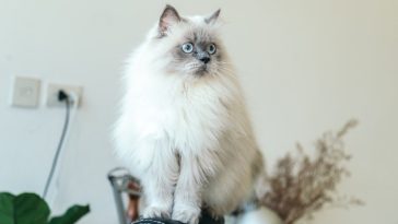 persian-cat