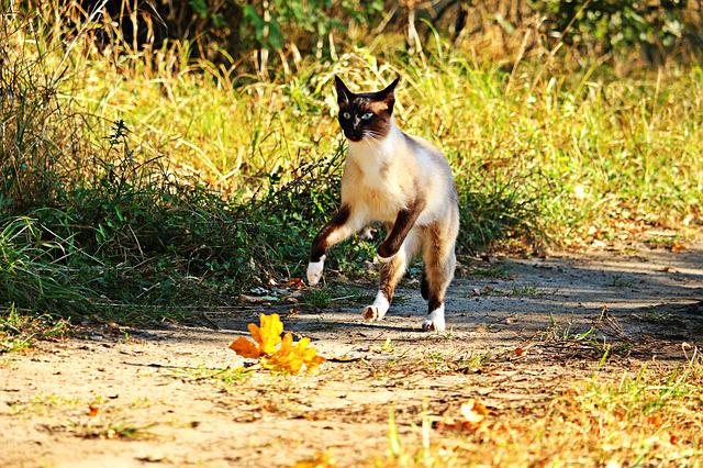 siamese