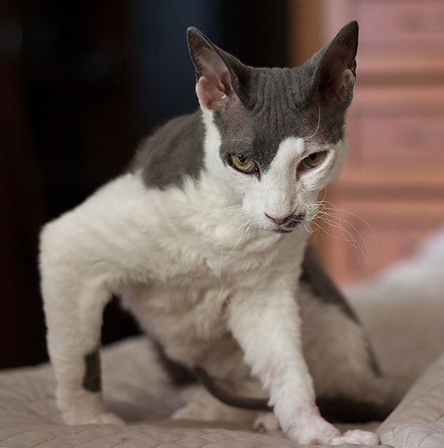 sphynx-cat