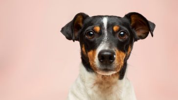 Dog Health