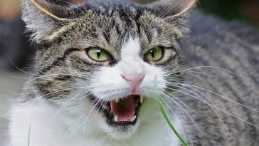 cats hissing at new kitten